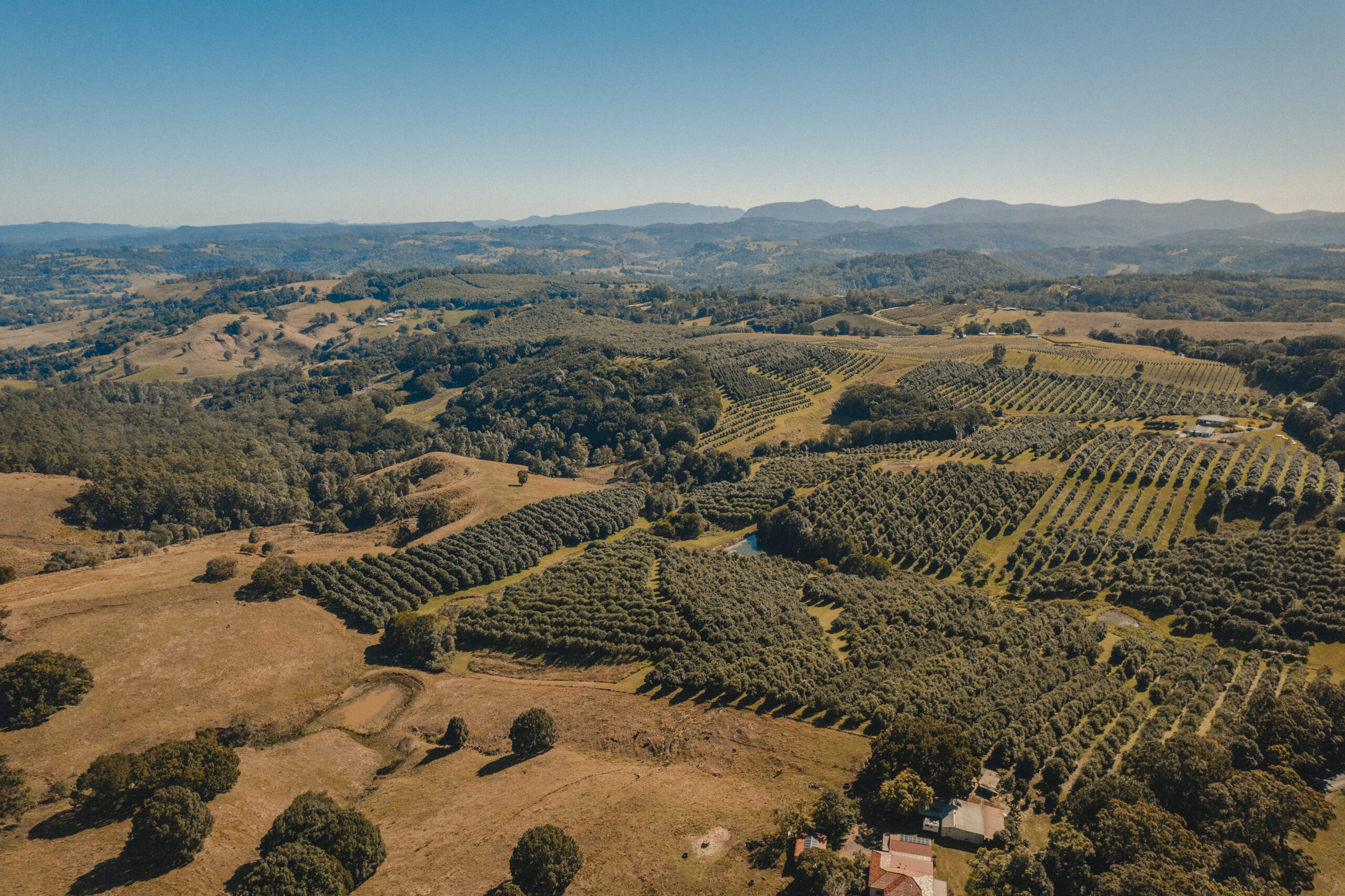 Macadamia plantations