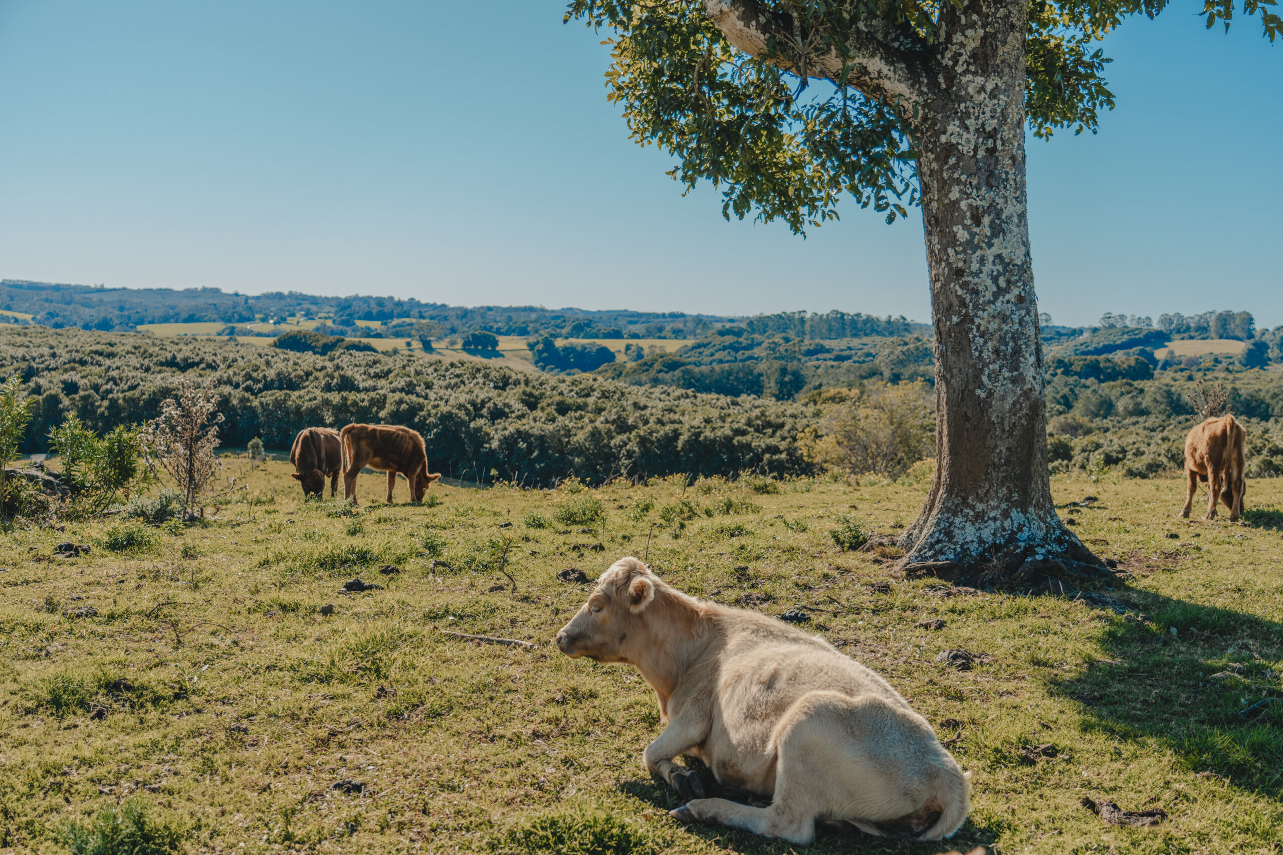 Lismore farmlands