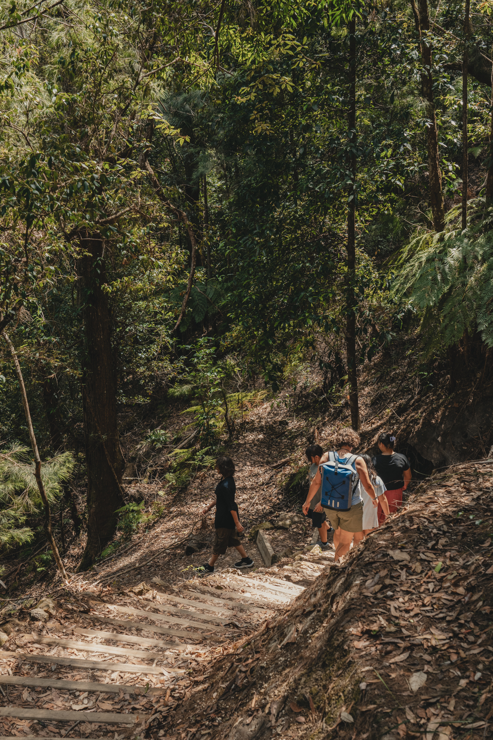 Bushwalking through Nightcap National Park