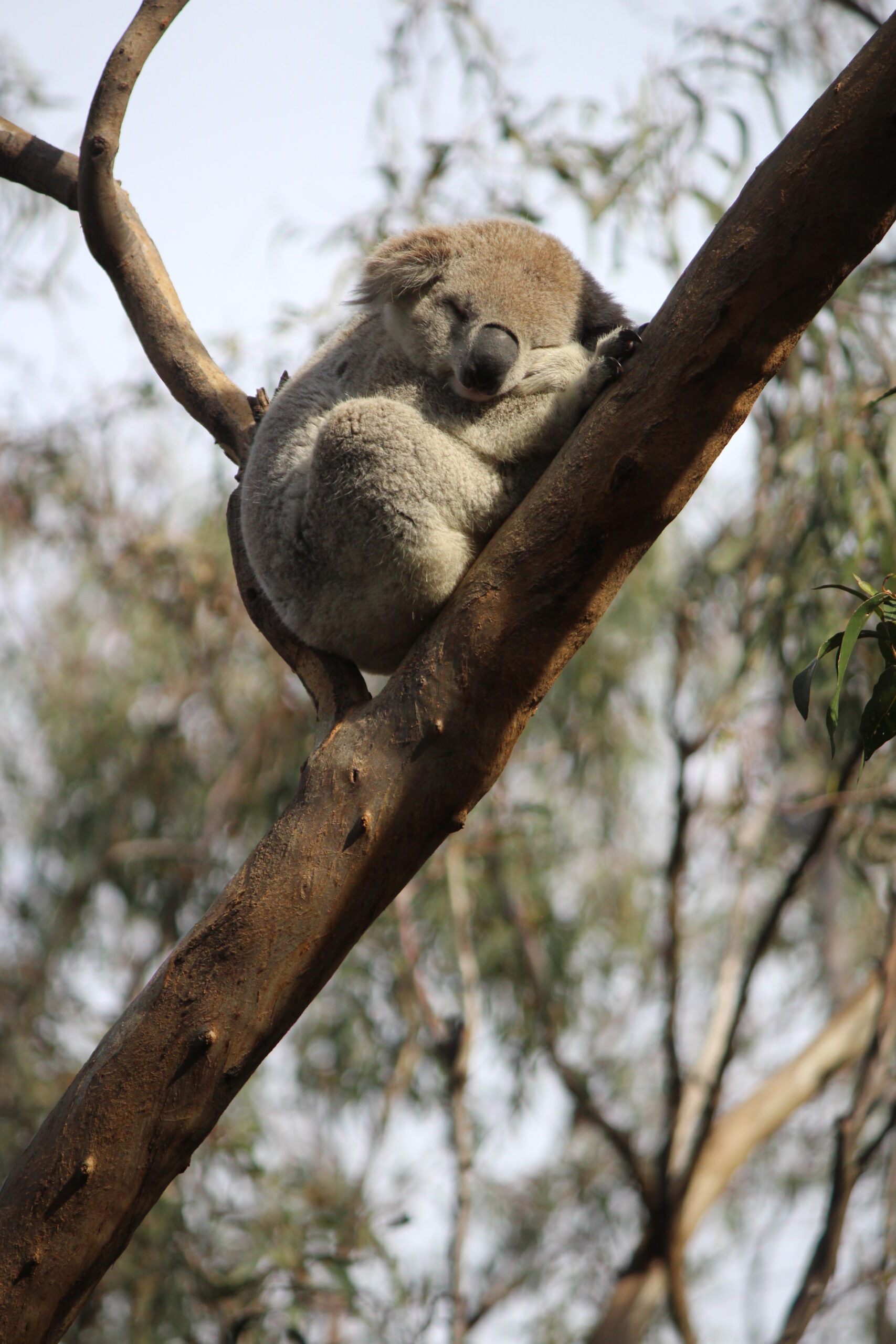 Koala sleeping in a tree